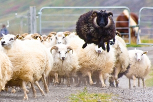 001-svarti-saudurinn