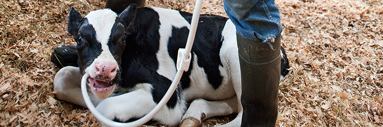 DITL Esquimalt and Peninsula