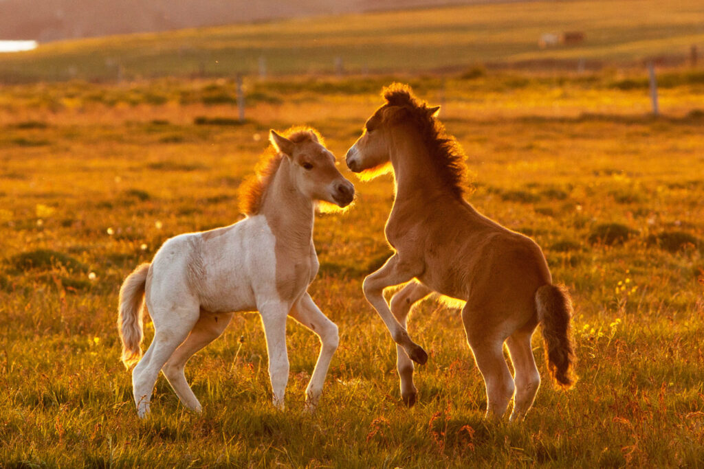 006-foals-playing-in-sunset-1212