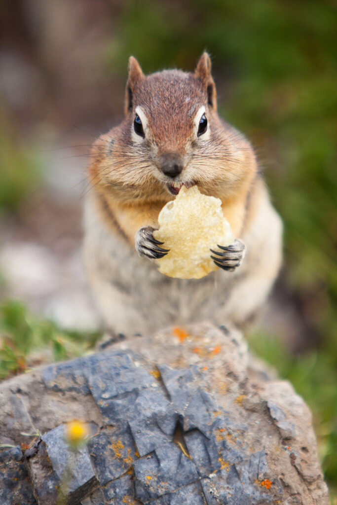 008-chipmunk-1