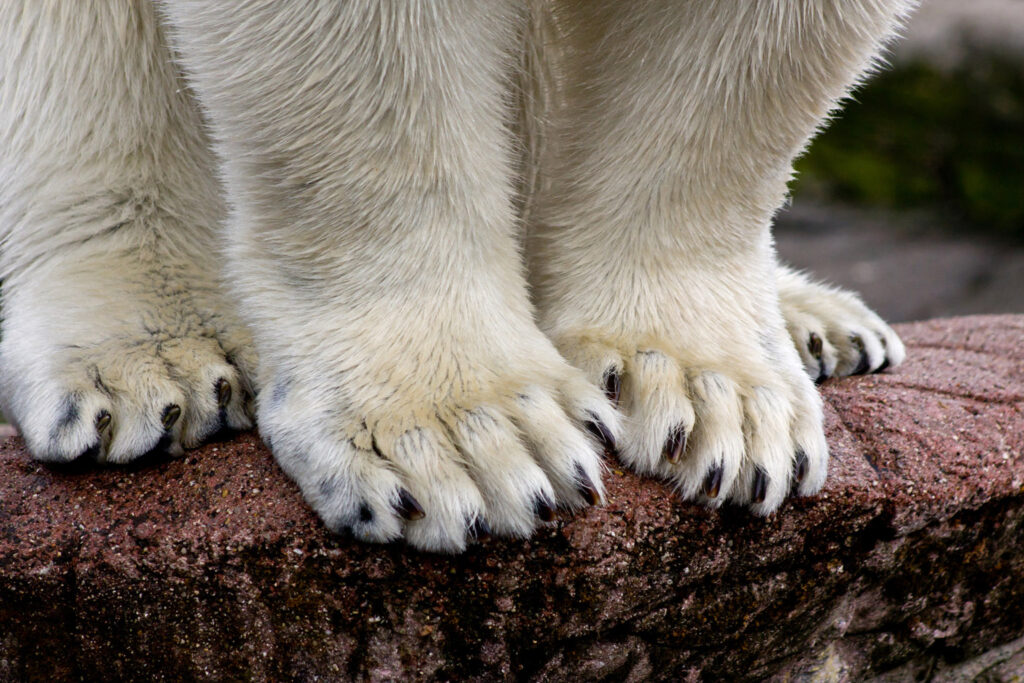 012-polar-bear-feet