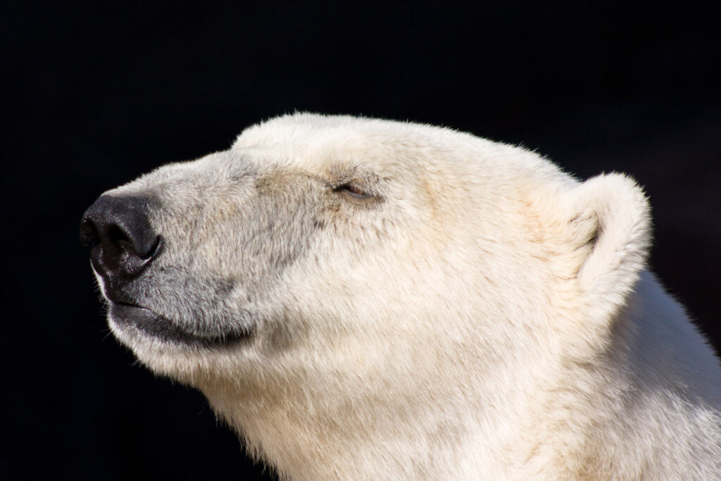 013-polar-bear-smiling